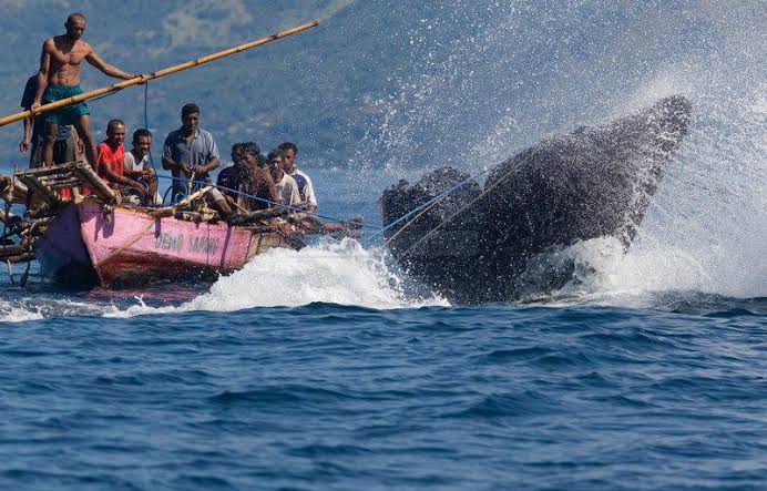 Kampung Adat Lamalera Alor